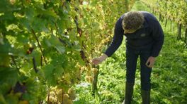 Accijnsverhoging domper voor wijnboeren: 'Waardeloos idee'