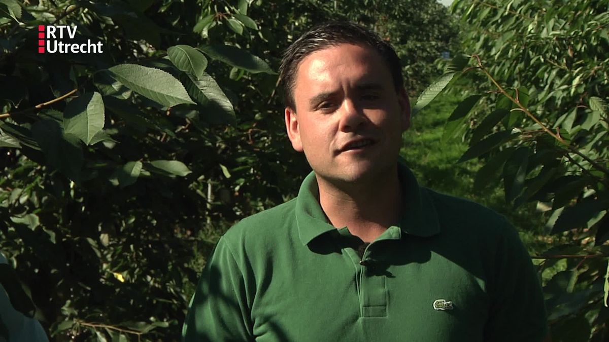 Kersenteler Vernooij uit Cothen blikt terug op een goed seizoen