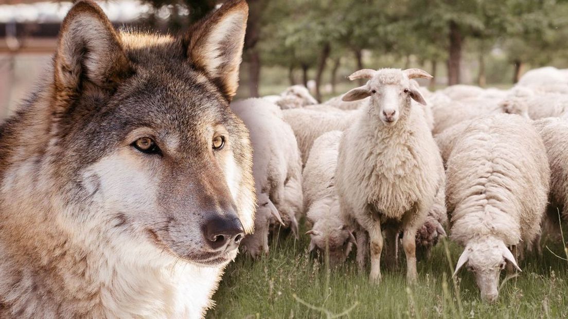 'Schapen moeten beter tegen wolven beschermd worden', vindt bioloog Diederik van Liere.
