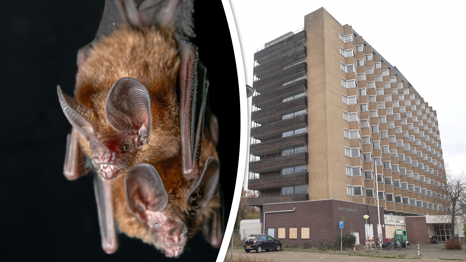 Duizend vleermuizen houden de sloop van De Marckenburgh in Spijkenisse tegen (beeld links ter illustratie, geen vleermuizen in kwestie).