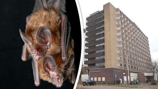 Deze flat is klaar voor de sloop, maar duizend vleermuizen bepalen het tempo