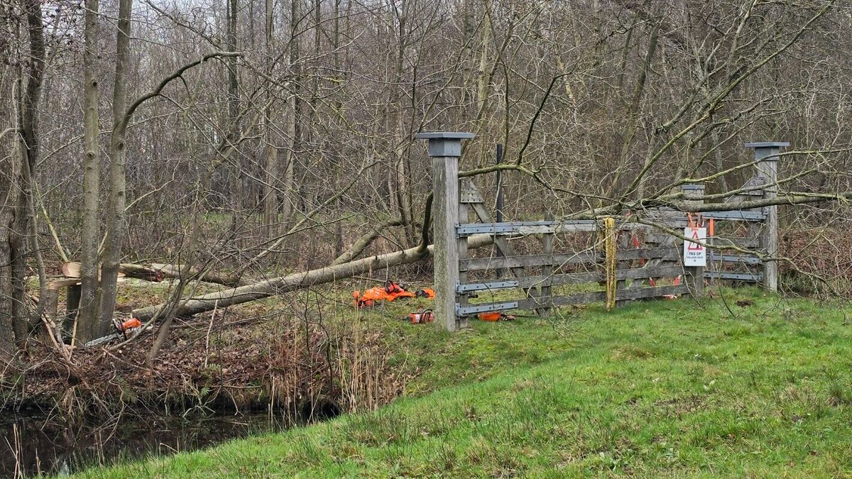 Hovenier gewond door omvallende boom bij Ryptsjerk