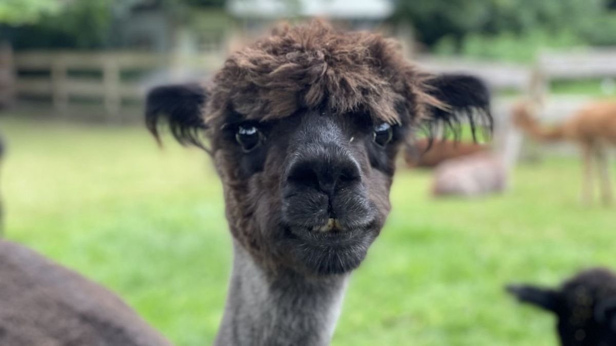 Steeds meer alpaca's in Drenthe: 'Schattig, maar geen knuffeldieren'