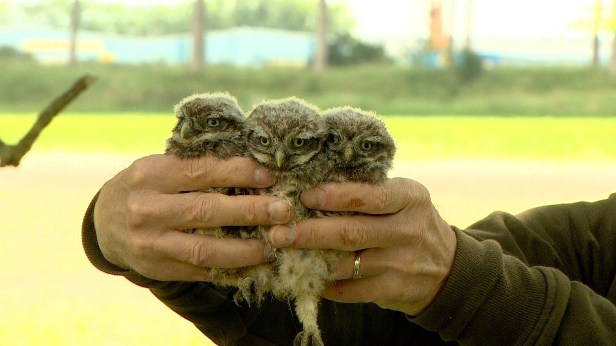 Prijs voor mannen die zich tomeloos inzetten voor Zeeuwse steenuilen