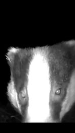 Een snuffelende vriend