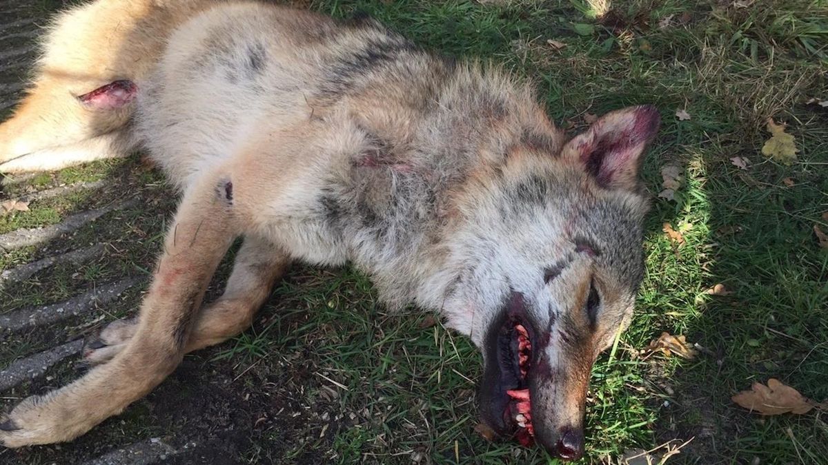 Wolf beet schapen dood in Laag Zuthem, Bergentheim en Beerzerveld
