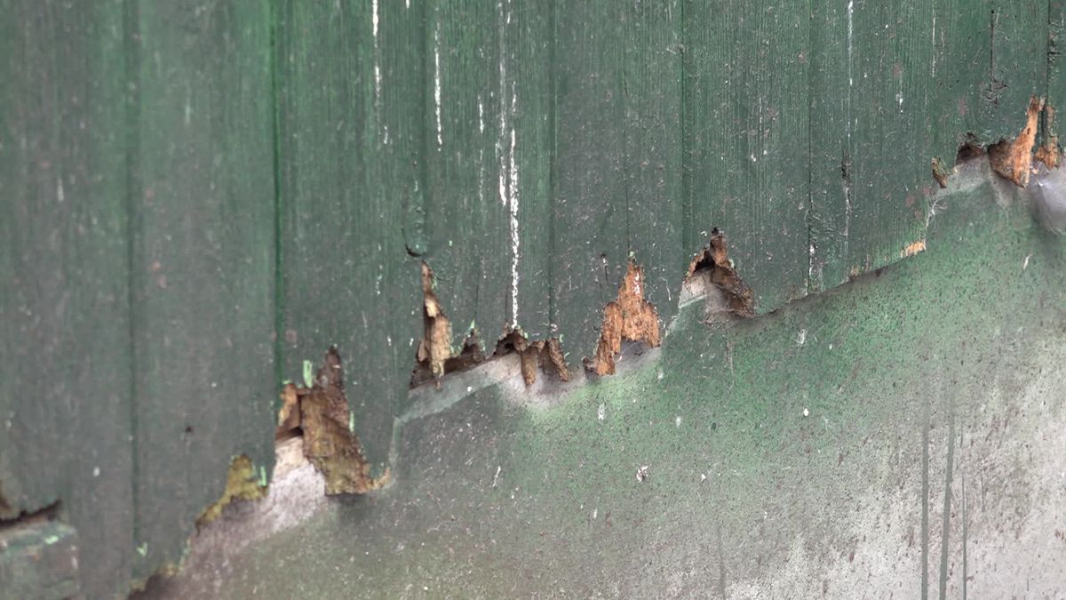 Op een kinderboerderij in Dedemsvaart heef een steenmarter huisgehouden. Ongeveer dertig vogels zijn