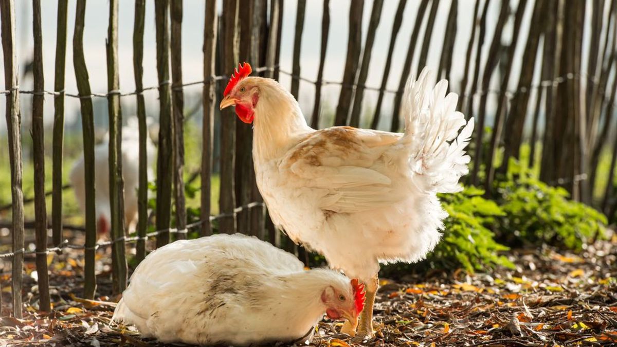 Provincie wil grond verkopen aan duurzame boeren Omroep Gelderland