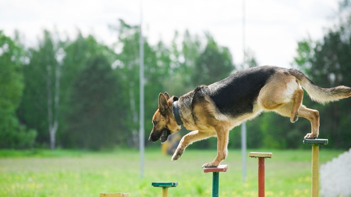 Ironman voor politiehonden groot succes