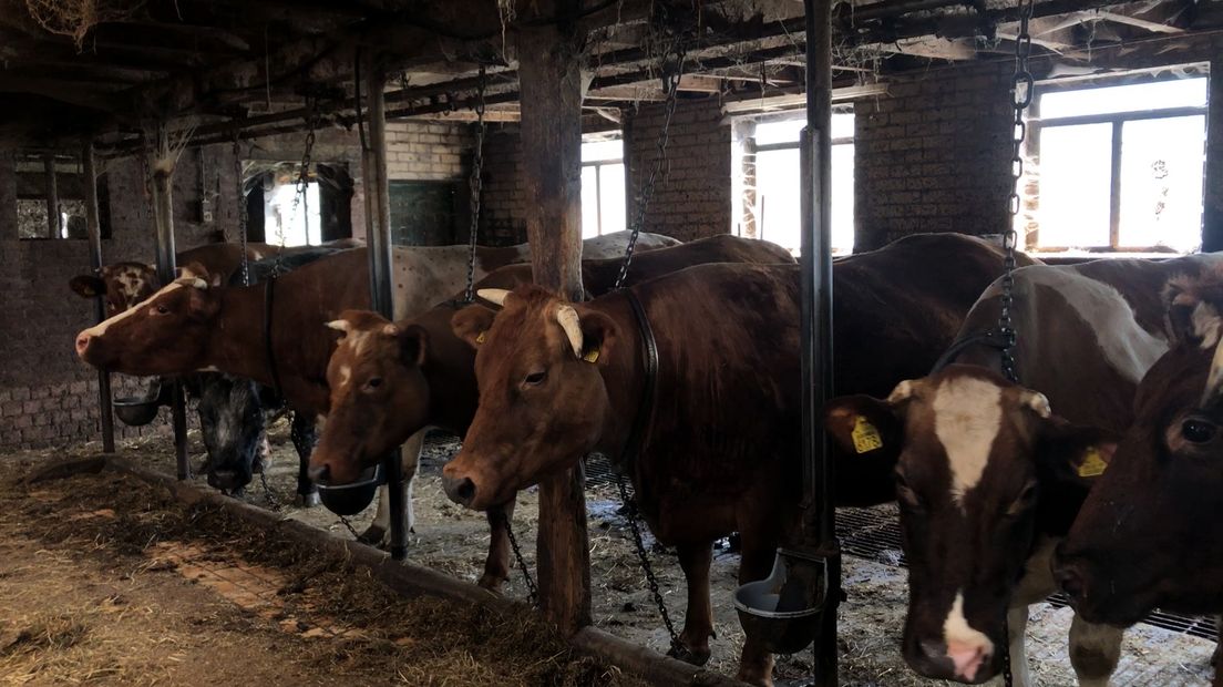 Een 80-jarige boer uit de Betuwe stond donderdag terecht voor het verwaarlozen van zijn koeien en schapen. Een aantal koeien zou in vervuilde stallen hebben gestaan en de dieren zouden niet voldoende voer of water hebben gehad. De officier van justitie eiste dat zijn onderneming een jaar wordt stilgelegd.