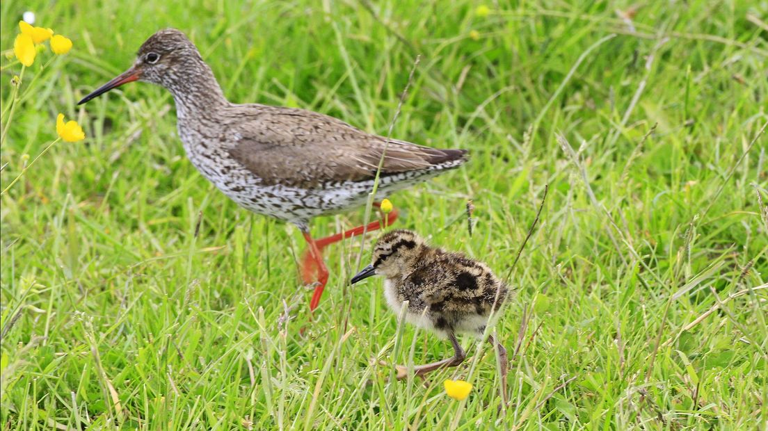 Tureluur vogel weidevogel