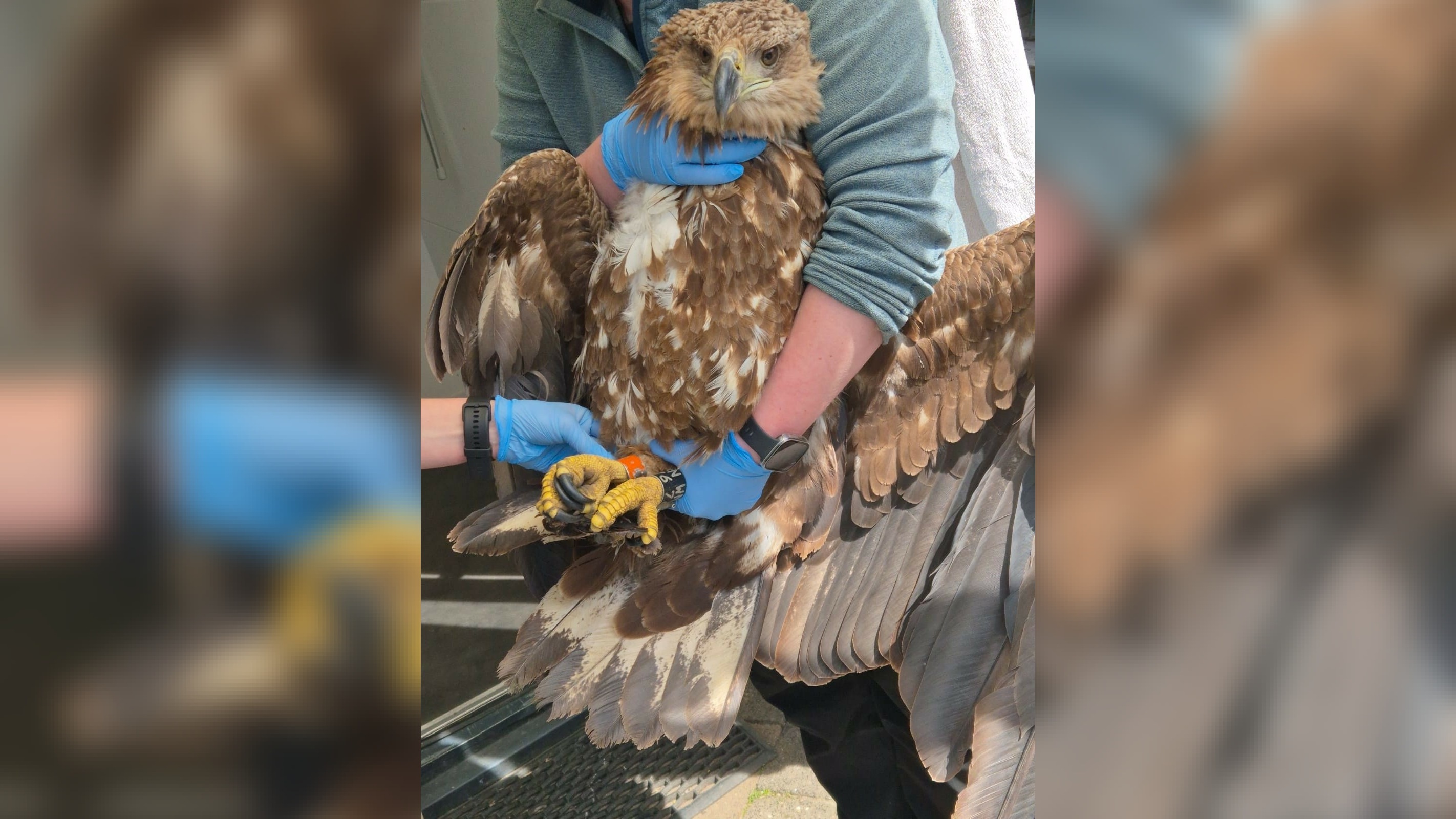De zeearend werd levend gevonden, maar had een breuk in zijn vleugel waardoor hij het niet zou redden