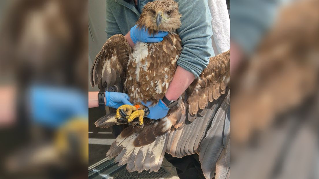 De zeearend werd levend gevonden, maar had een breuk in zijn vleugel waardoor hij het niet zou redden