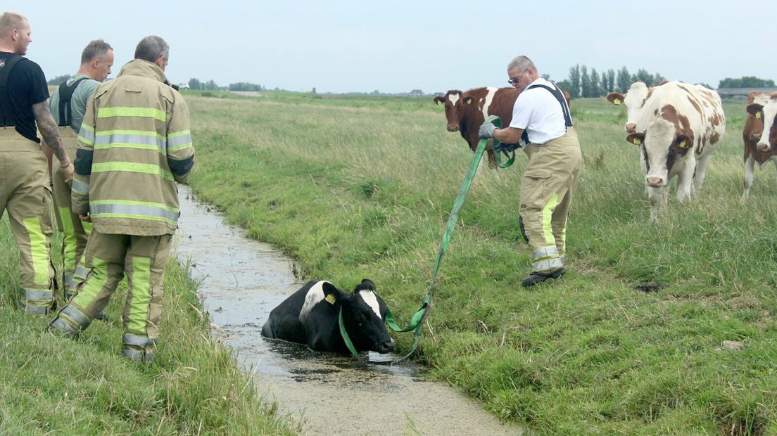 De koe was in een sloot langs de Volkersweg terechtgekomen.