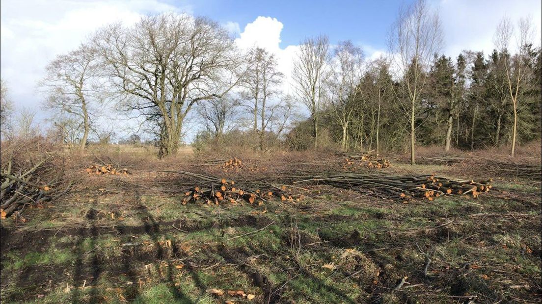 Er zijn veel bomen en struiken gekapt bij Schelfhorst (Rechten: Jeroen Willems / RTV Drenthe)