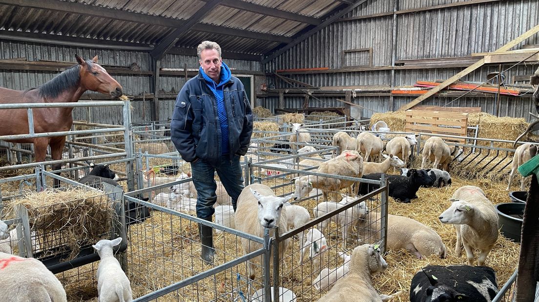Boer Jelle Dikkema met zijn schapen in de stal in Scharmer