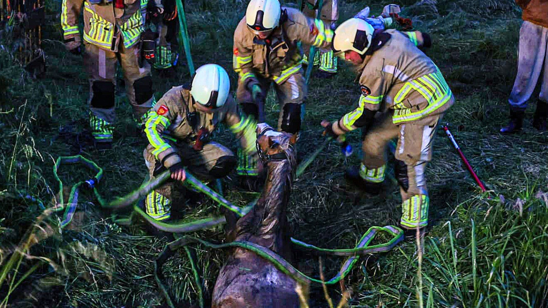 Brandweer haalt paard uit sloot