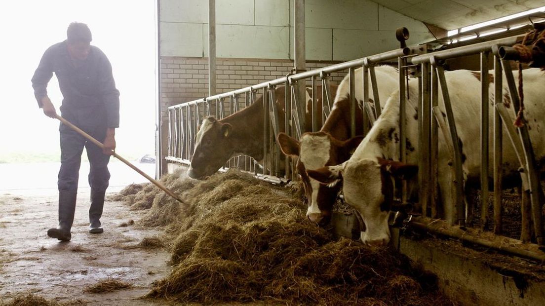 Een boer in een koeienstal