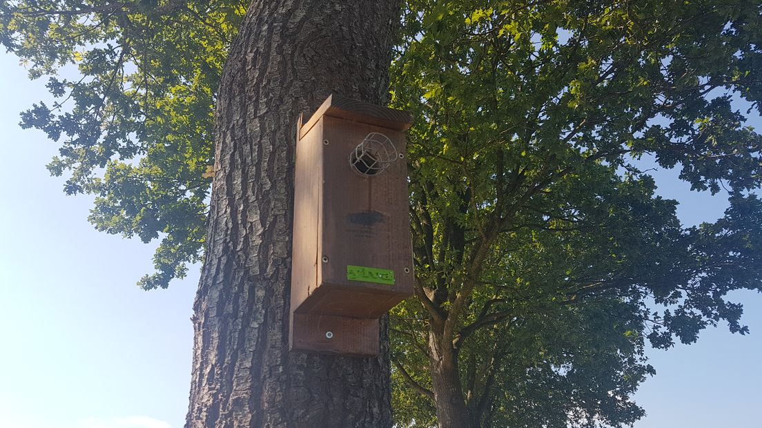 Vogelnesten gemaakt door de lokale basisschool om de koolmezen te trekken. (Rechten: Jasmijn Wijnbergen/RTV Drenthe).