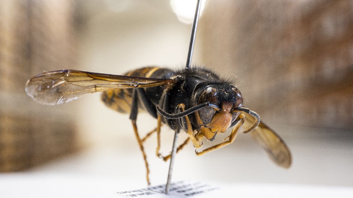 Aziatische hoornaar komt naar onze provincie: 'Stop de koningin in