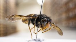 Aziatische hoornaar komt naar onze provincie: 'Stop de koningin in de vriezer'
