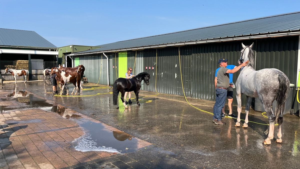 Paarden onder douche om hoofd koel te houden op Driving Gaasterland in Harich
