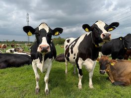 Provincie hoopvol over 'ruildeal' met kabinet, ruimte voor meer maatwerk in bufferzones