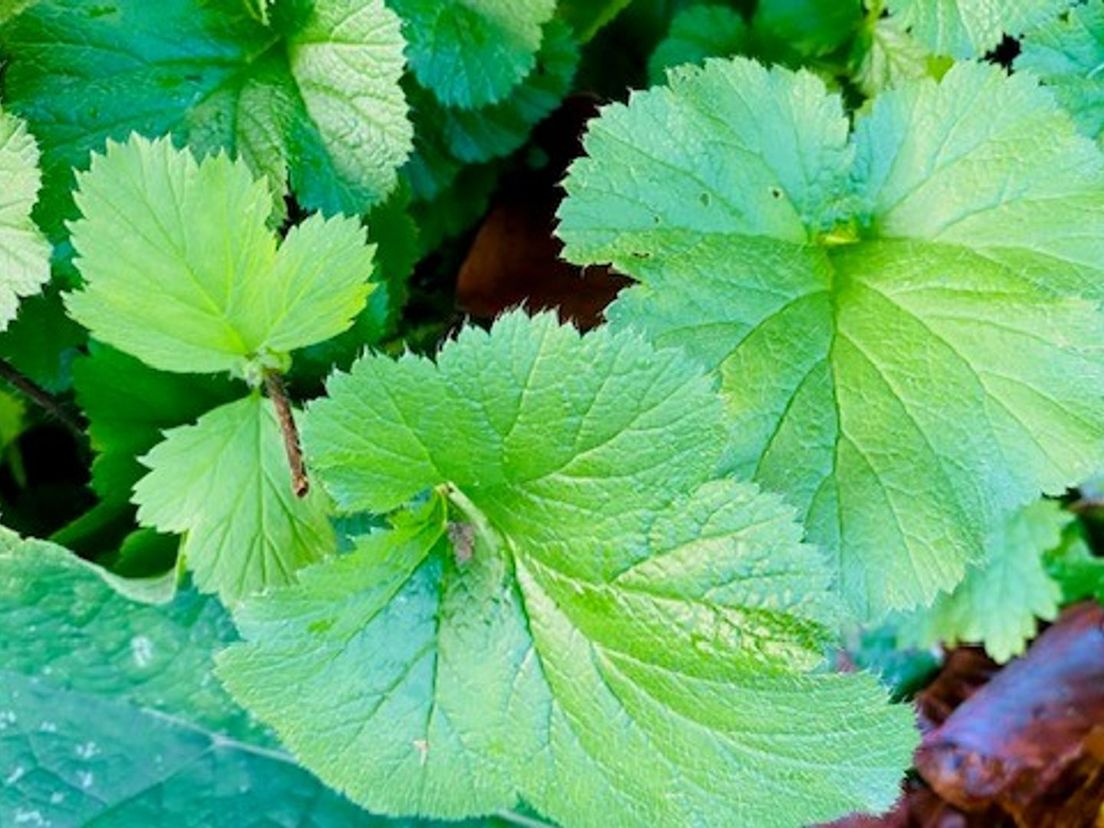 Geel nagelkruid of Geum urbanum
