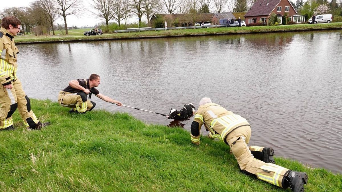 112 Nieuws: Koe te water, brandweer krijgt het dier na aantal reddingspogingen uit het kanaal