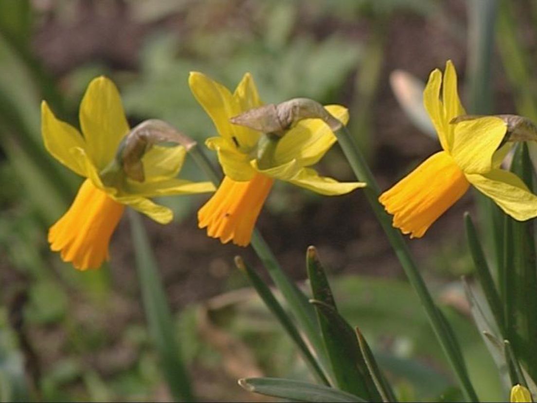 De lente is begonnen