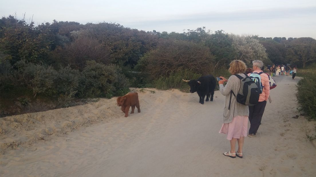 Toeristen fotograferen een koe en haar kalfje bij het De Savornin Lohmanpad.