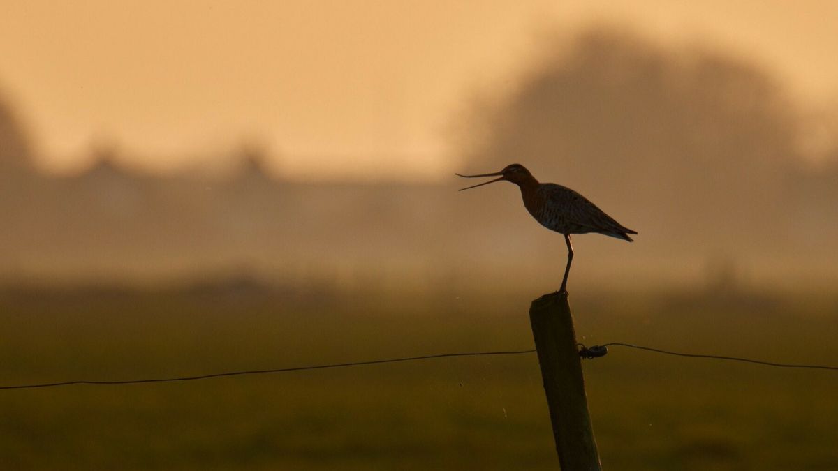 Fryslân to Create 38,000 Hectares of New Nature by 2030: National Rural Area Program Plan