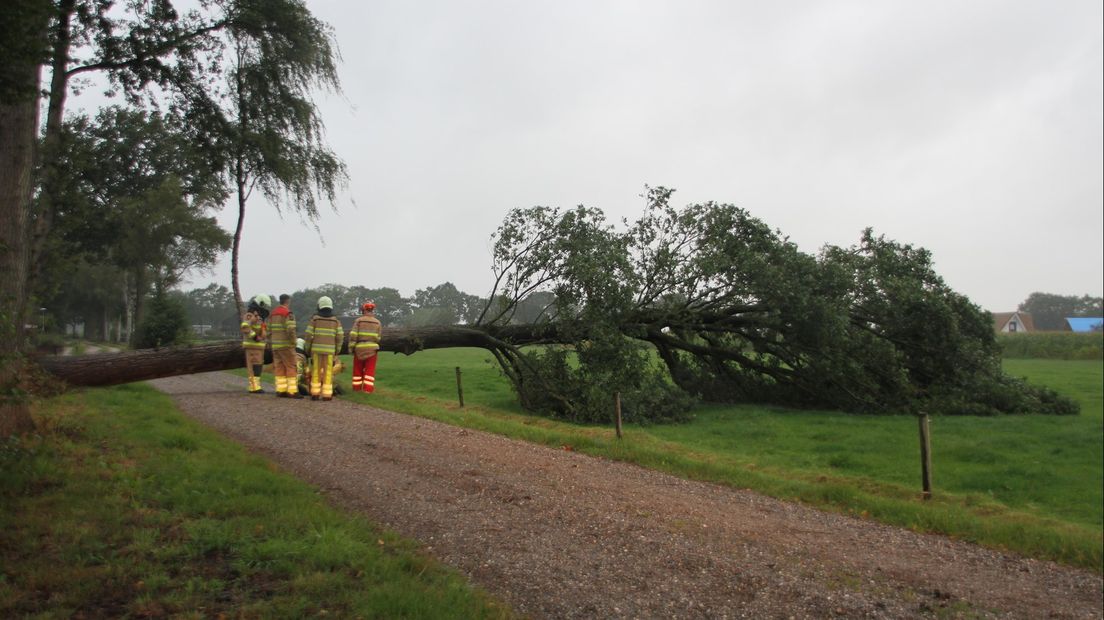 Een omgewaaide boom in Heeten