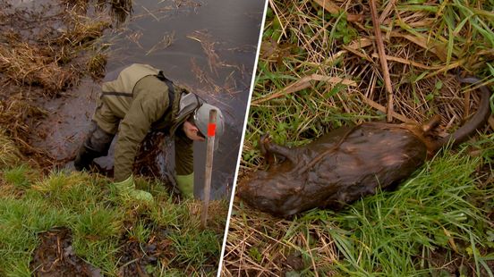Strijd tegen muskusratten verplaatst zich