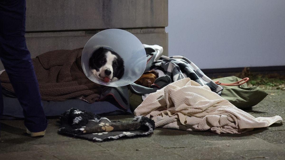 Spoedkliniek voor huisdieren ontruimd vanwege brand: zieke beestjes in dekens op straat