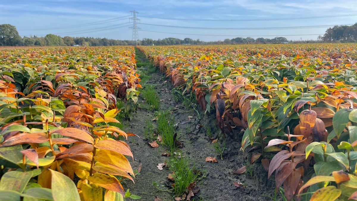 Provincie en Milieudefensie in de clinch over gebruik pesticiden door lelieteler