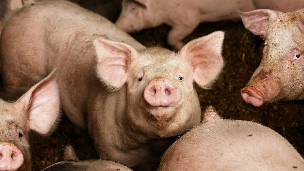 Megastal Grubbenvorst wil dit jaar nog gaan bouwen