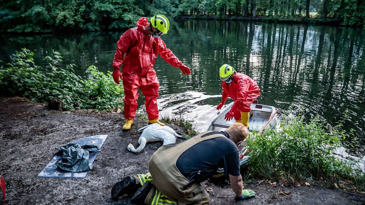 Dode zwanen in vijver: hulpverleners komen in actie