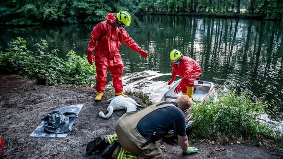 Dode zwanen in vijver: hulpverleners komen in actie