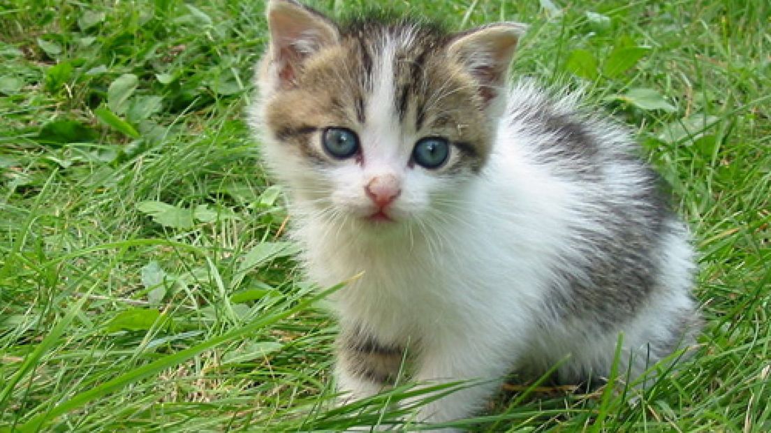 Vrouw gooit tas met kittens in rivier de Lek