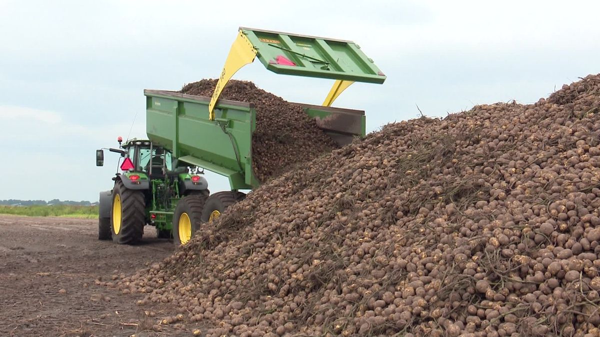 Groningse aardappeltelers vrezen verbod op bestrijdingsmiddelen met PFAS: 'Doe het niet te acuut'