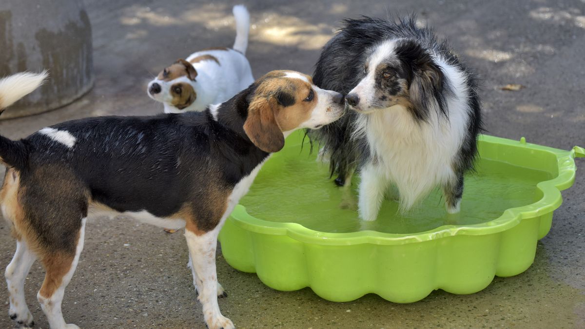 Komst omstreden hondenpension naar Utrechtse Heuvelrug stap dichterbij