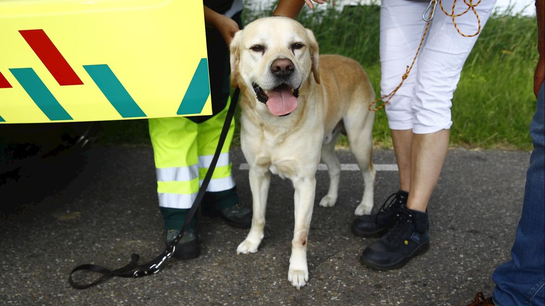 Twee personen en een hond raakten gewond bij het ongeluk