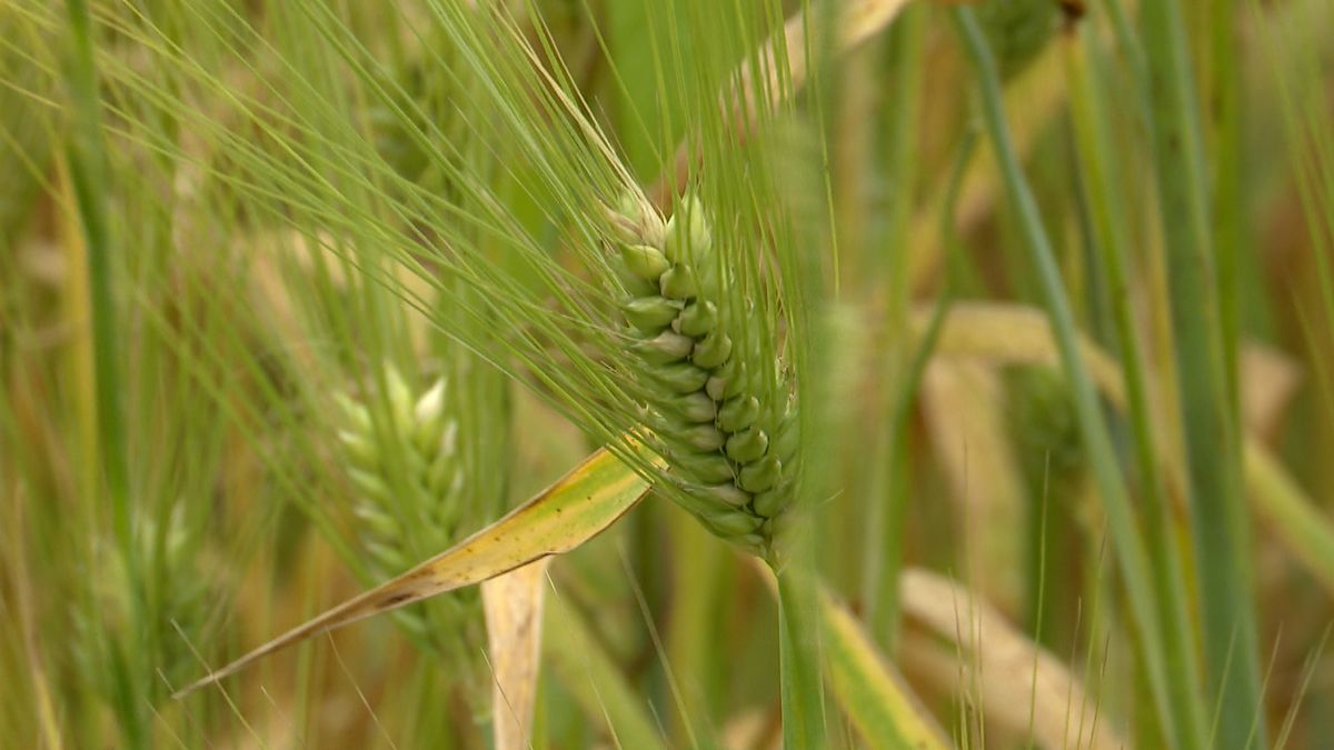 Terug in de tijd in Terhole: eeuwenoude gewassen met een toekomstbestendig randje