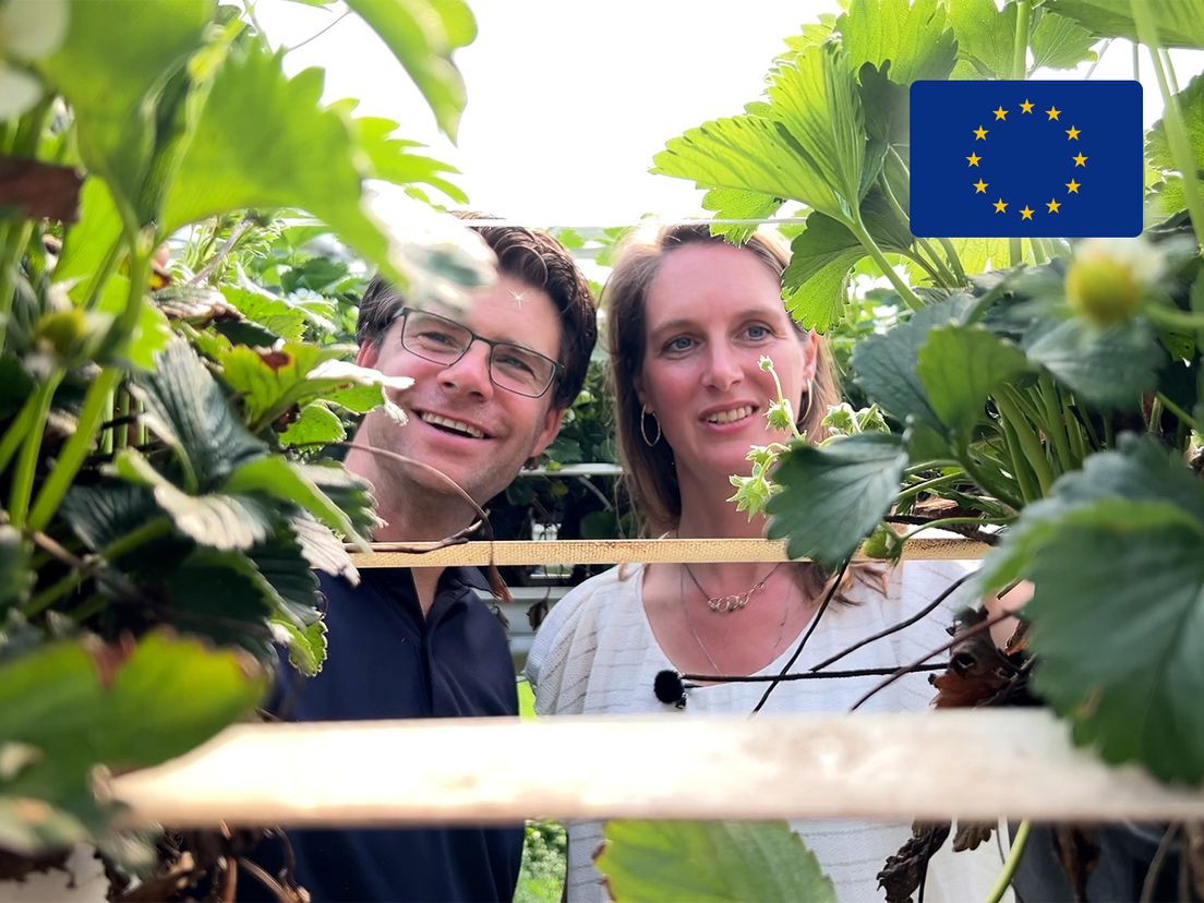 Jan kweekt 3,5 miljoen aardbeien, die door Europa duurzamer zijn geworden