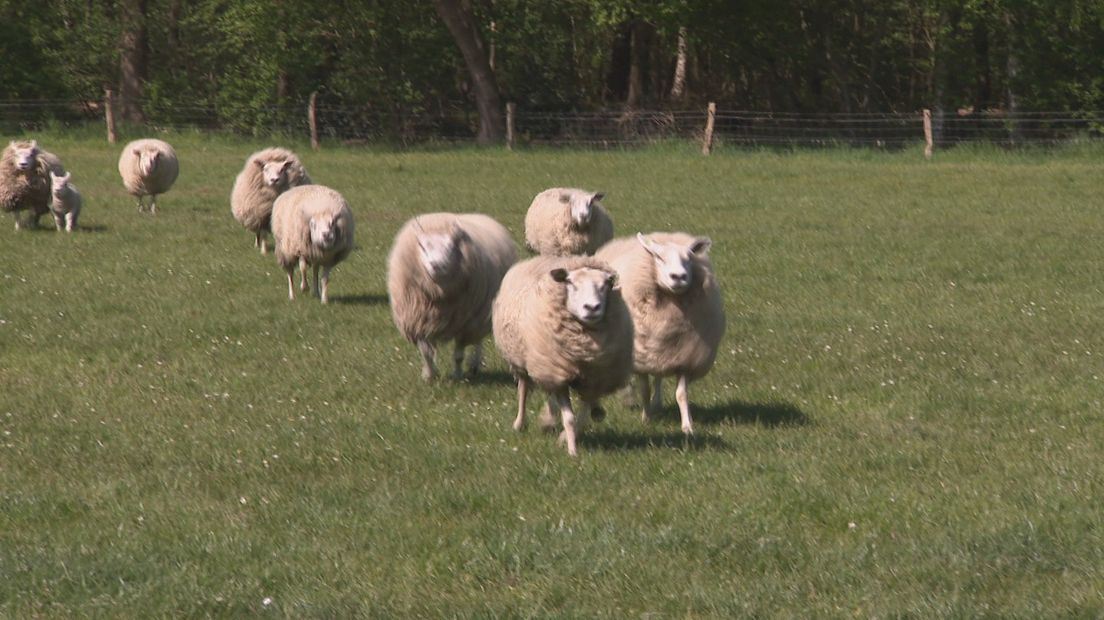 Schapen angstig na nachtelijk bezoek criminele slachters