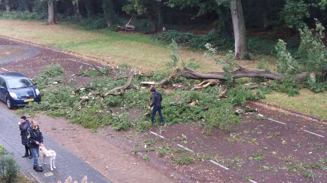 In de Beilerstraat in Assen viel een boom dwars over de weg (Rechten: Femke Kok)