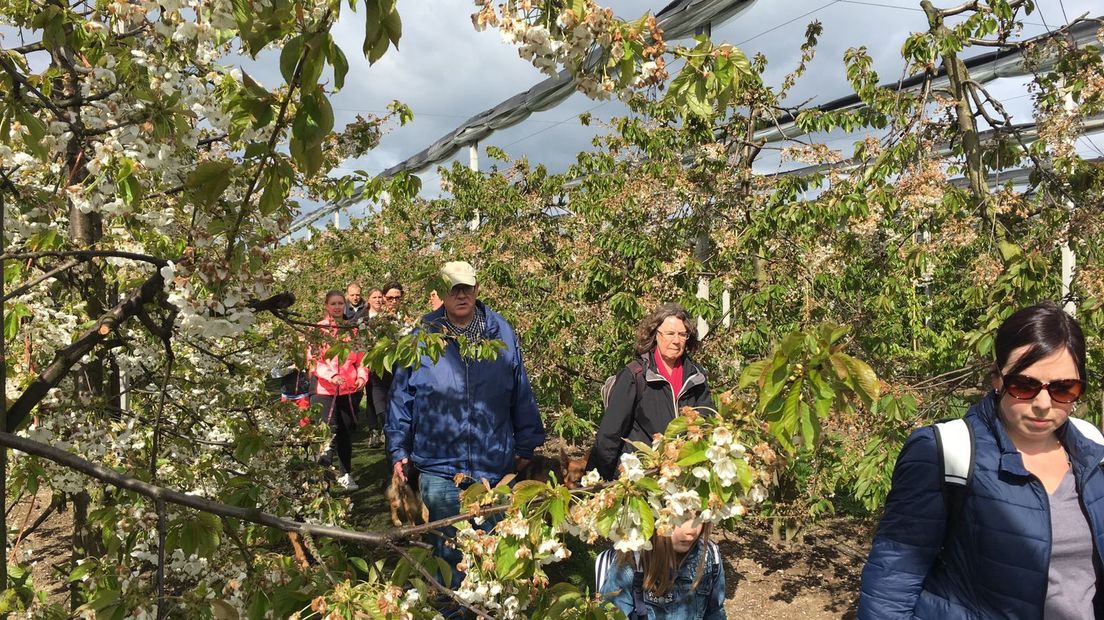 Tienduizenden wandelaars hebben zaterdag in Geldermalsen en omgeving meegedaan aan de 25e Rode Kruis Bloesemtocht. De eendaagse wandeltocht over verschillende afstanden voert tussen de fruitboomgaarden die nog net in bloei staan.