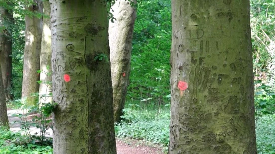 Rode stippen op de bomen langs het Matenpad (Rechten: RTV Drenthe)