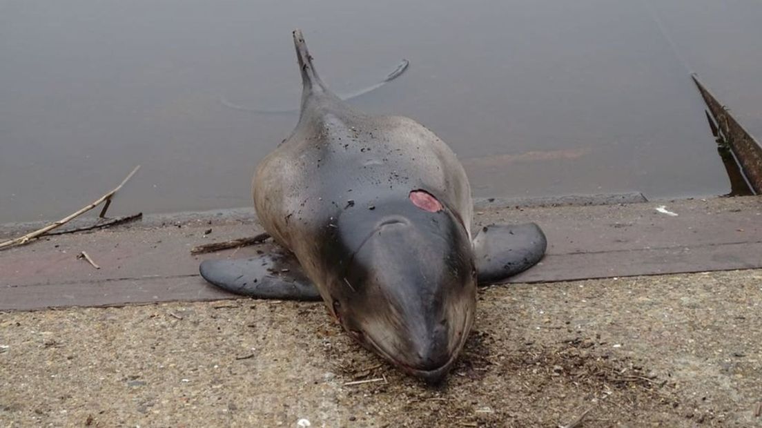 De dode bruinvis in de haven van Elburg.